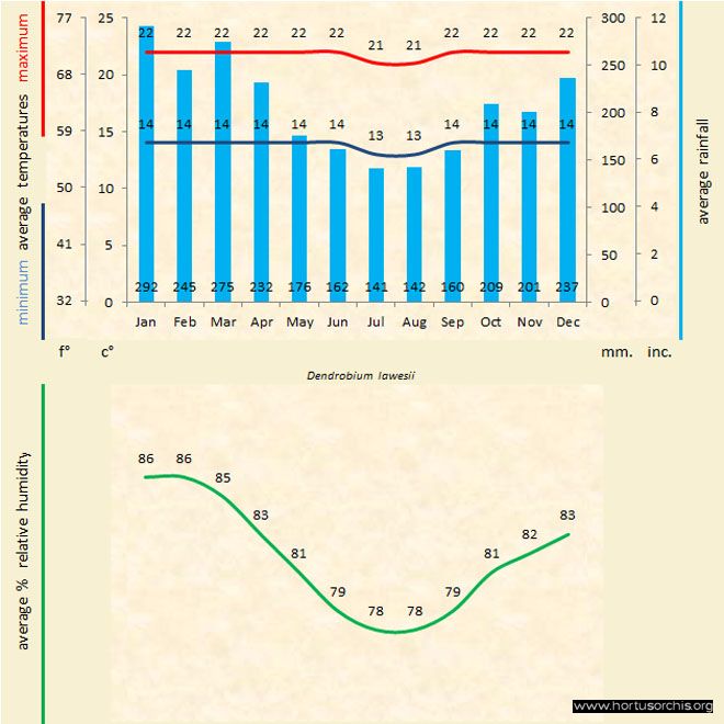 Dendrobium lawesii a gr uk