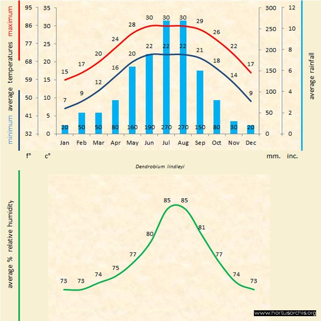 Dendrobium lindley a gr uk