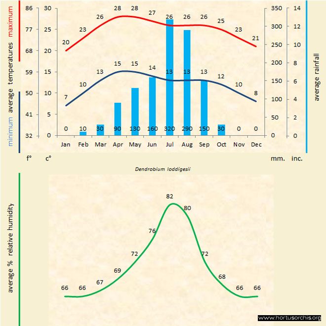 Dendrobium loddigesii a gr uk