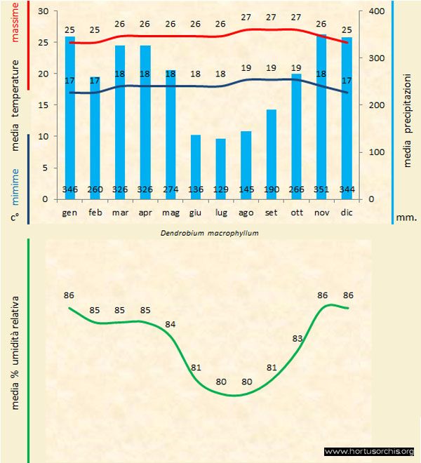 Dendrobium macrophyllum a gr it
