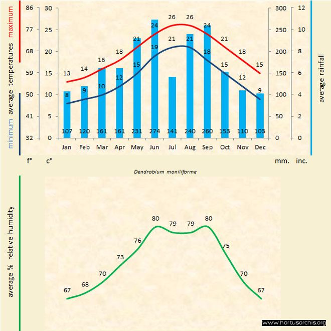Dendrobium moniliforme a gr uk