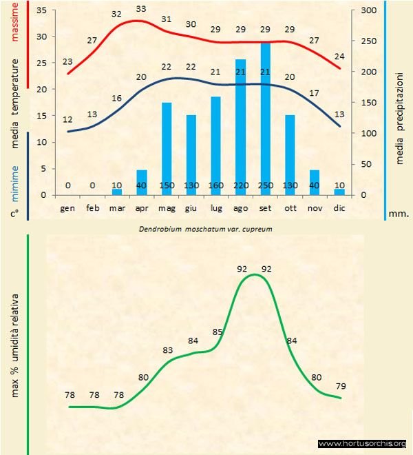 Dendrobium moschatum cupreum a gr it