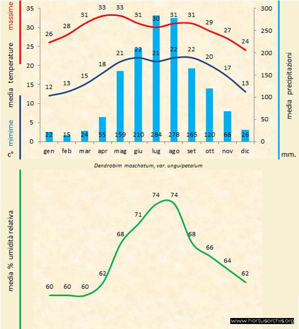 Dendrobium moschatum unguipetalum a gr it