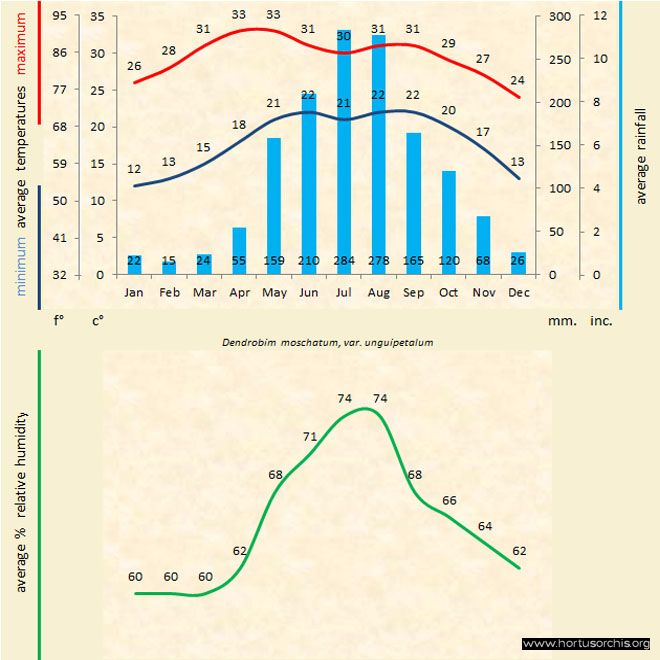 Dendrobium moschatum unguipetalum a gr uk