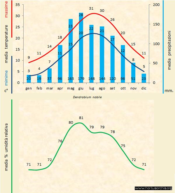Dendrobium nobile a gr it