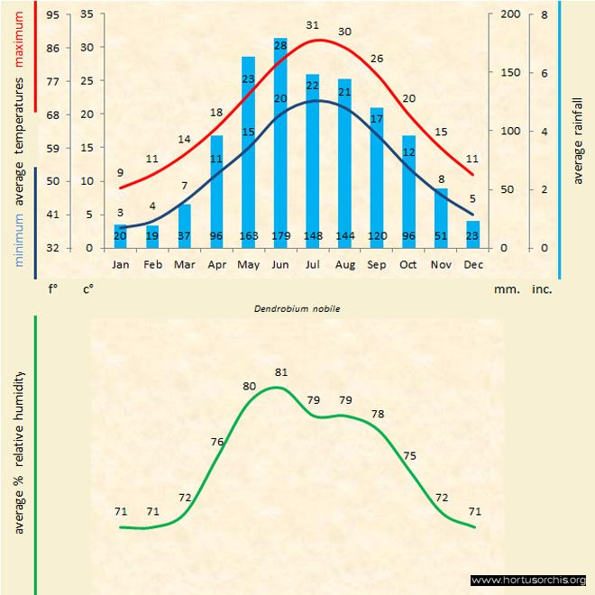 Dendrobium nobile a gr uk