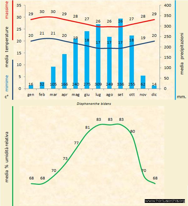 Diaphananthe bidens a gr it