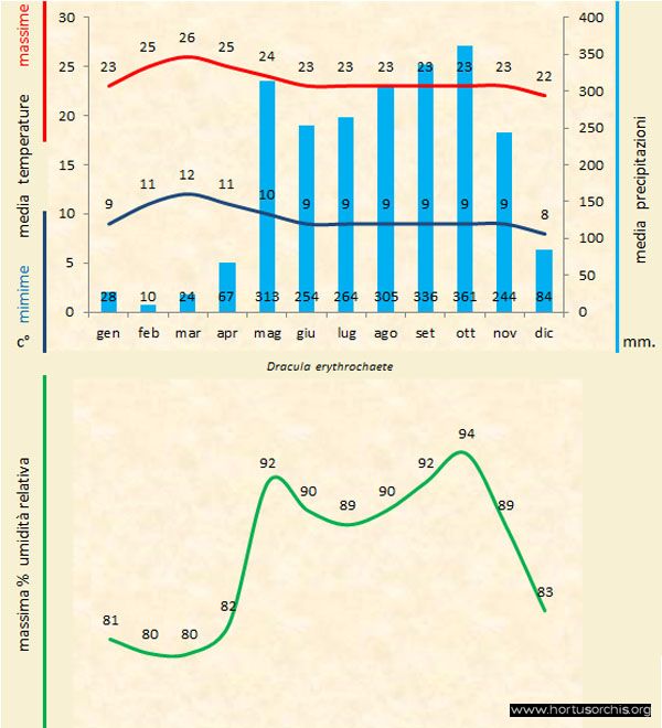 Dracula erythrochaete a gr it