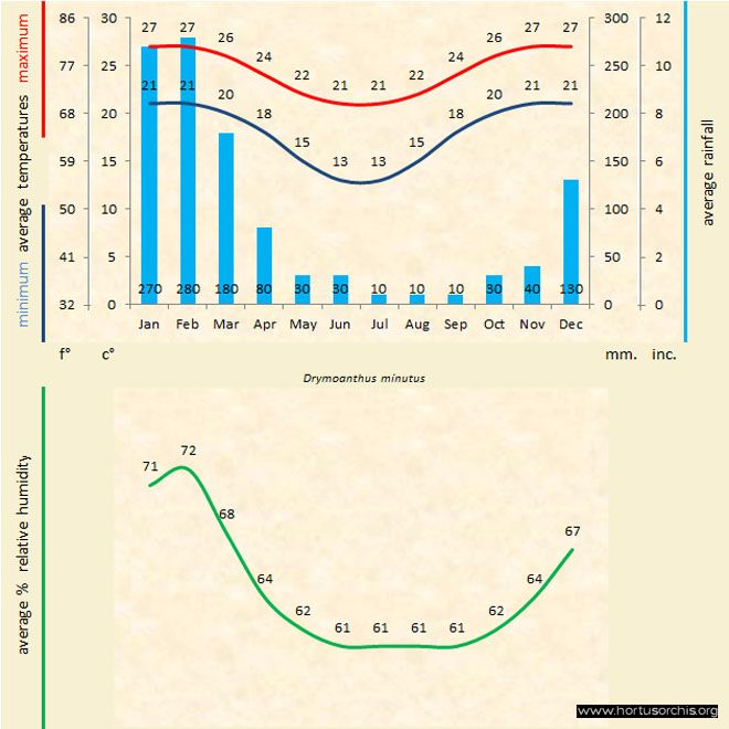 Drymoanthu minutus a gr uk