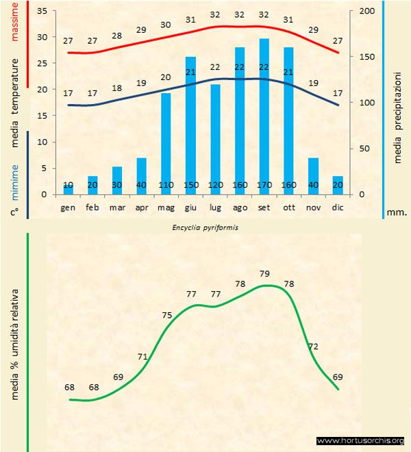 Encyclia pyriformis a gr it