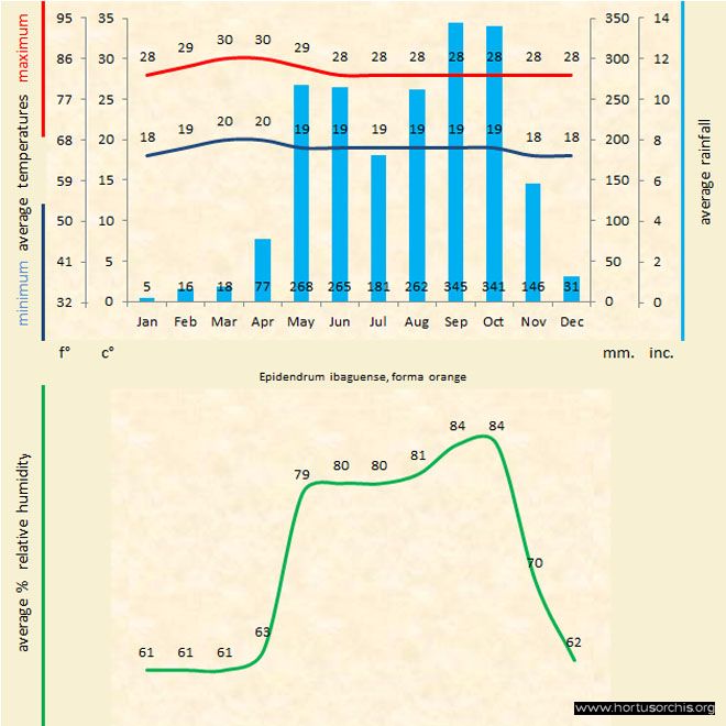 Epidendrum ibaguense arancio a gr uk