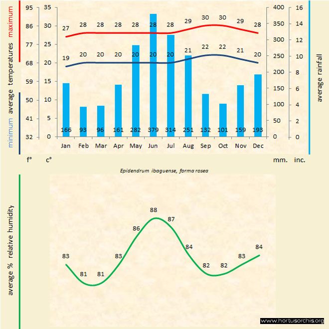 Epidendrum ibaguense rosea a gr uk