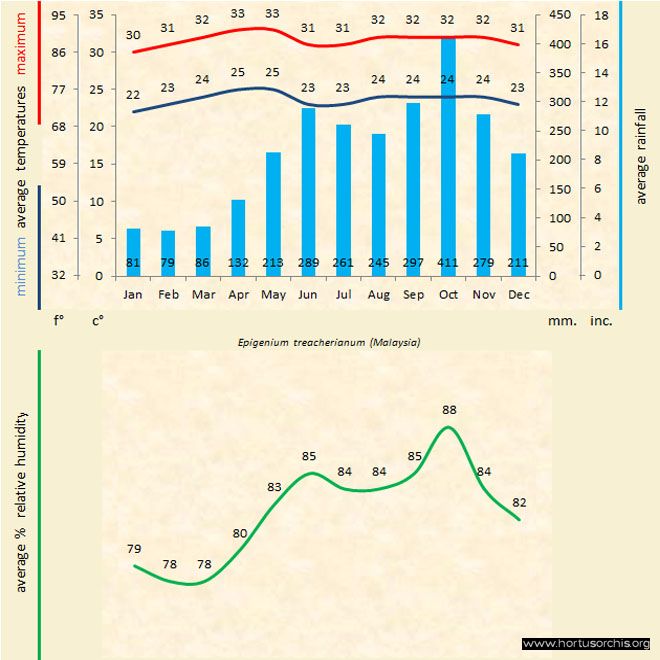 Epigeneium treacherianum a gr uk
