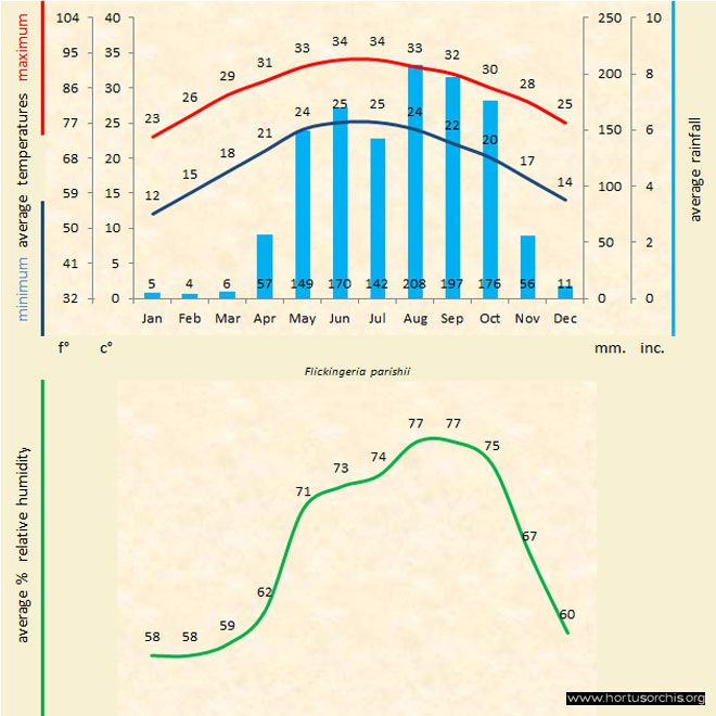 Flickingeria parishii a gr uk