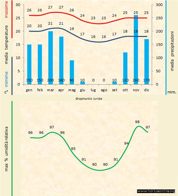 Graphorkis lurida a gr it