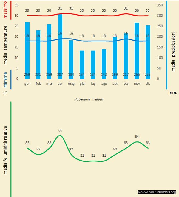 Habenaria medusa gr it