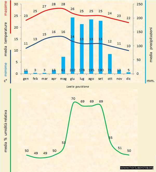 Laelia gouldiana a gr it