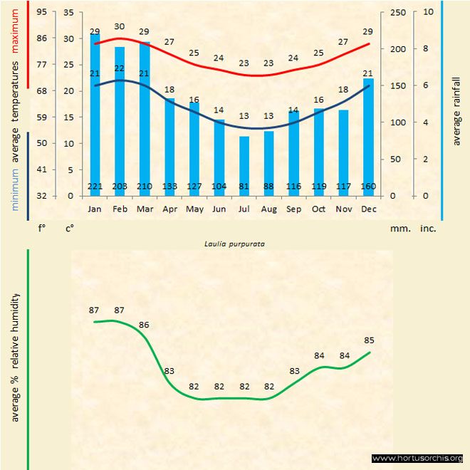 Laelia purpurata a gr uk