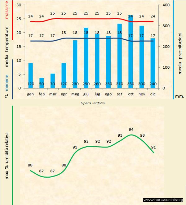 Liparis latifolia a gr it