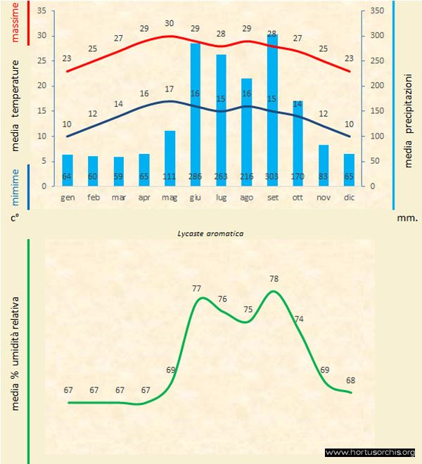 Lycaste aromatica a gr it