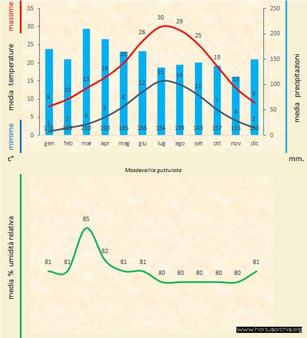 Masdevallia guttulata a gr it