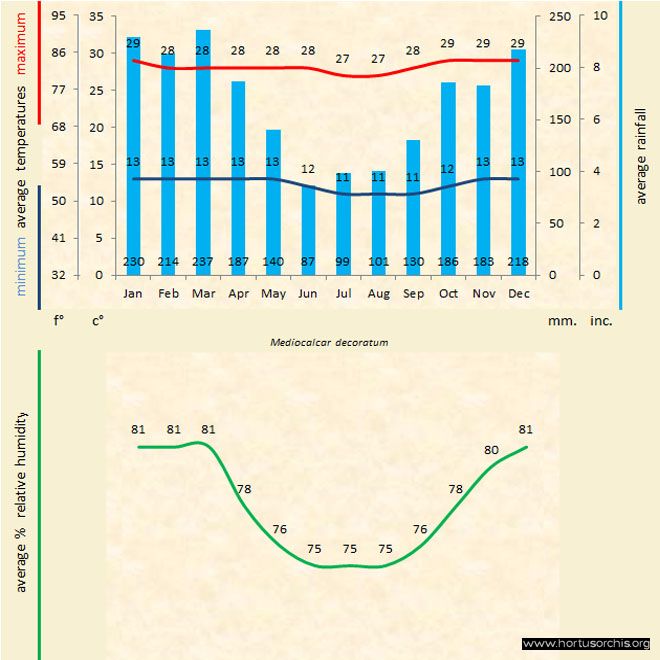 Mediocalcar decoratum b gr uk