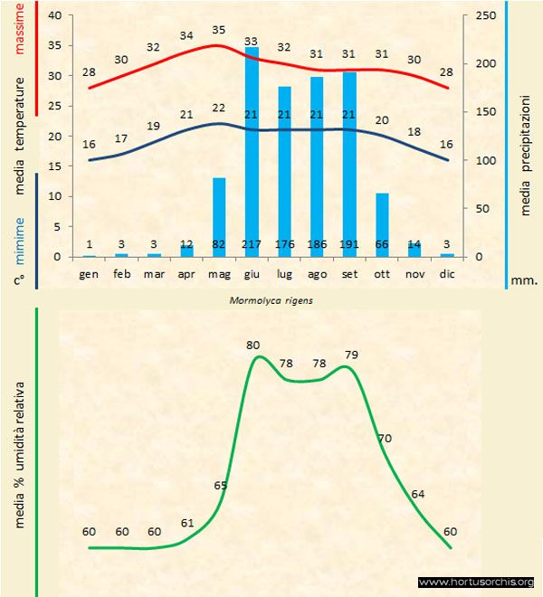 Mormolyca rigens b gr it