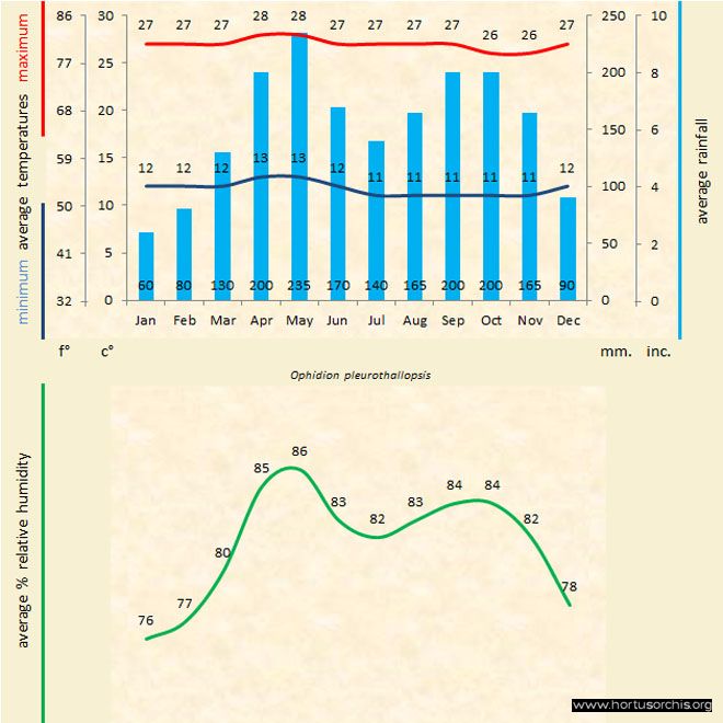Ophidion pleurothallopsis b gr uk