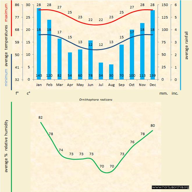 Ornithophora radicans b gr uk