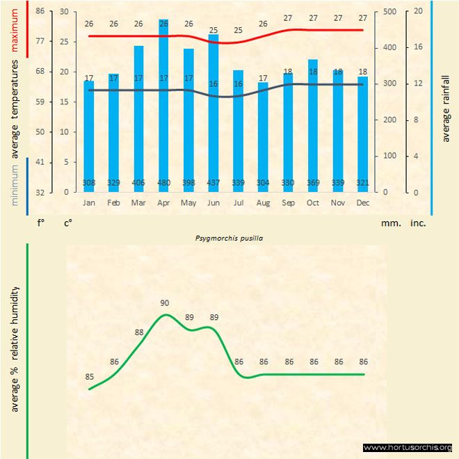 Psygmorchis pusilla a gr uk