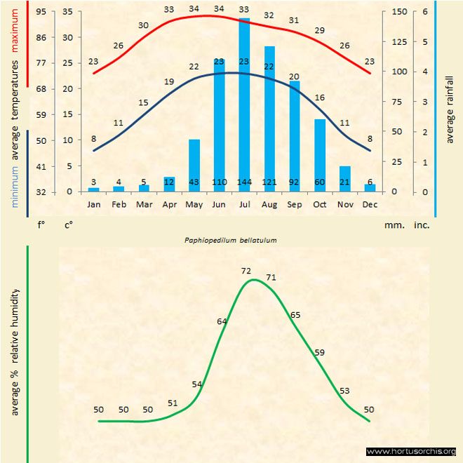 Paphiopedilum bellatulum b gr uk