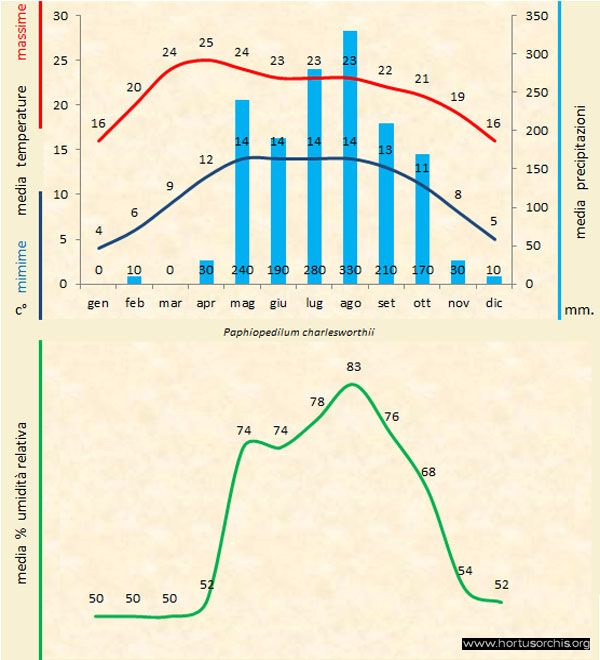 Paphiopedilum charlesworthii b gr it