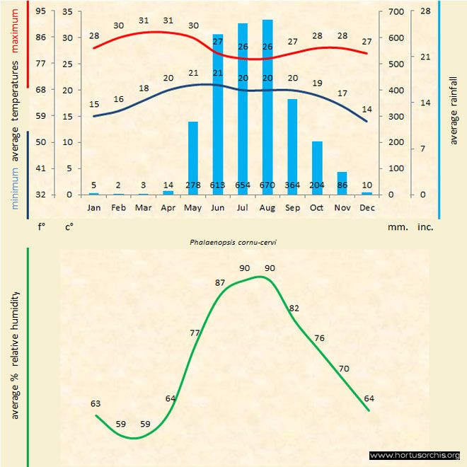 Phalaenopsis cornu cervi b gr uk