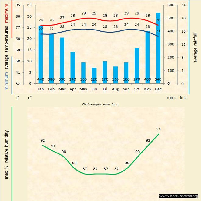 Phalaenopsis stuartiana b gr uk