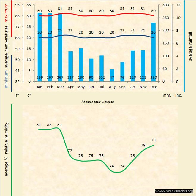 Phalaenopsis violacea b gr uk