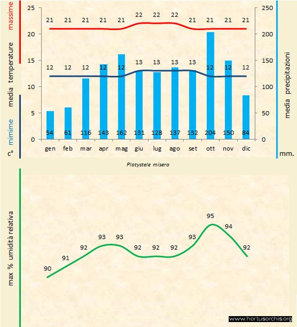 Platystele misera b gr it