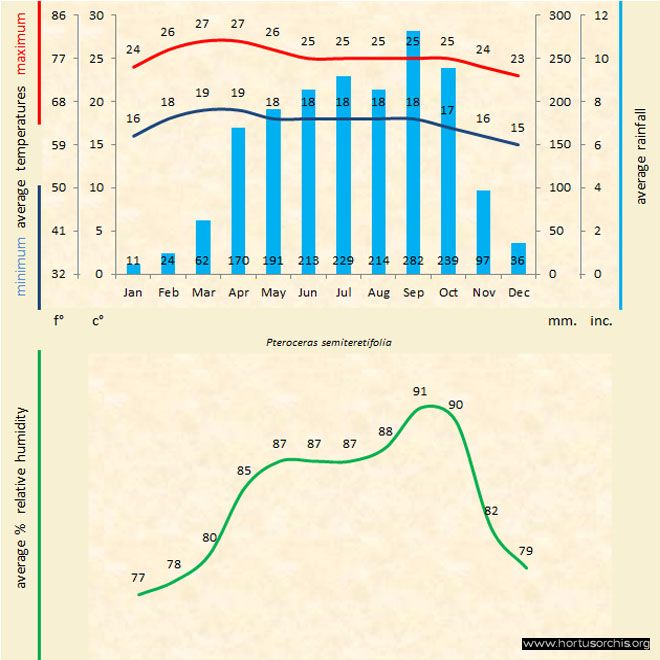 Pteroceras semiteretifolia b gr uk