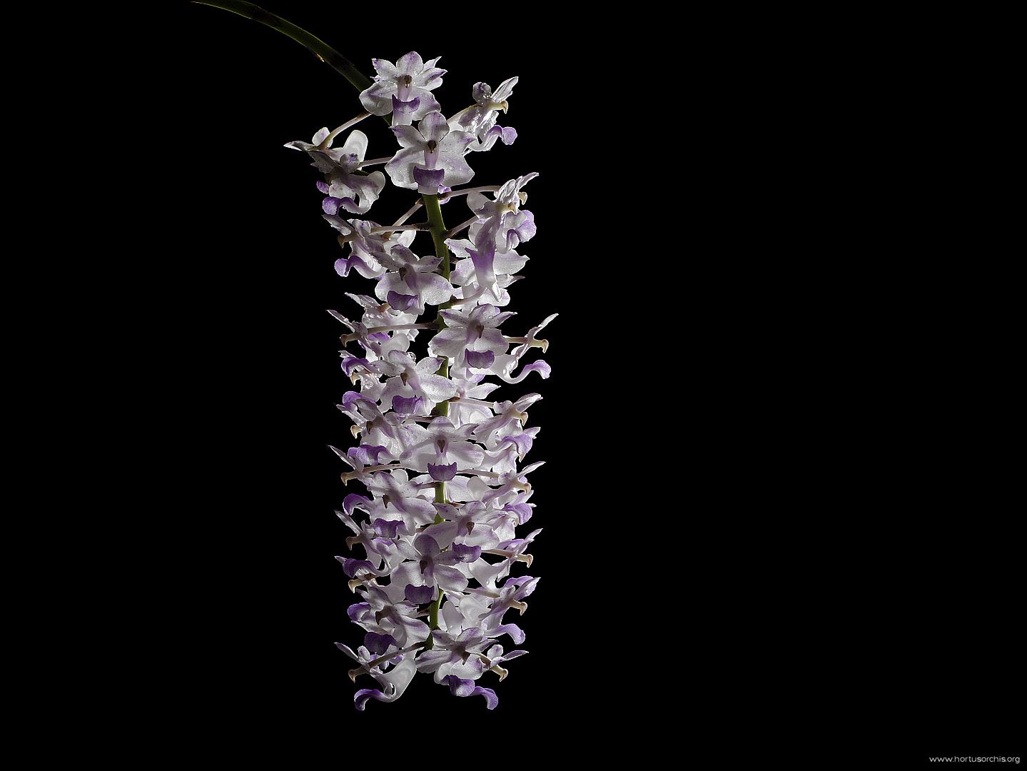 Rhynchostylis retusa