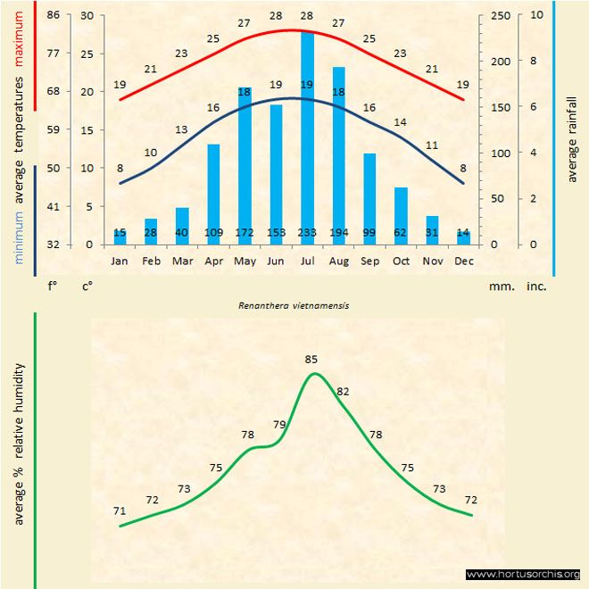 Renanthera vietnamensis b gr uk