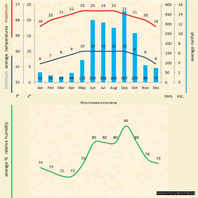 Rhynchostele bictoniense b gr uk