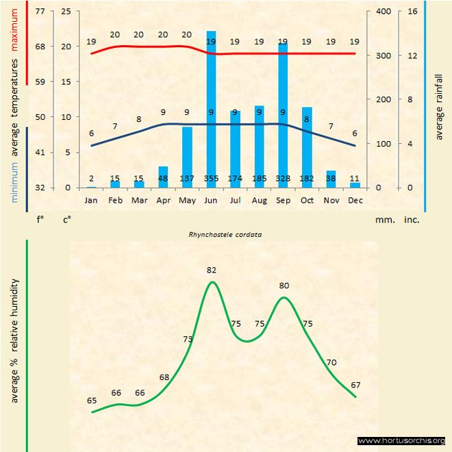 Rhynchostele cordata b gr uk