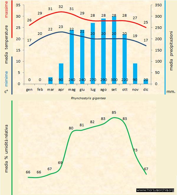 Rhynchostylis gigantea 1 b gr it