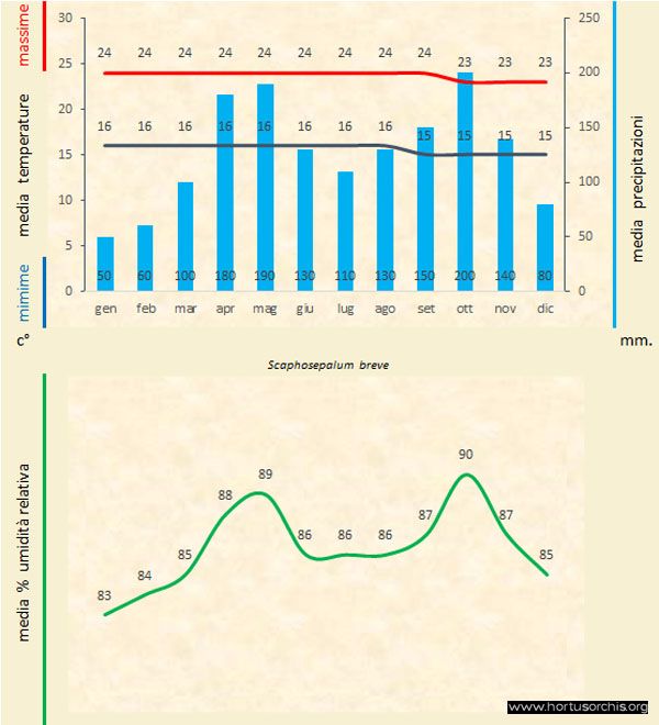 Scaphosepalum breve a gr it