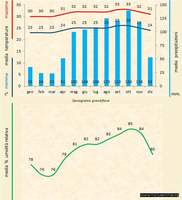 Sarcoglottis grandiflora b gr it