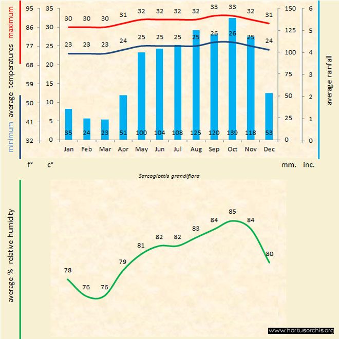 Sarcoglottis grandiflora b gr uk