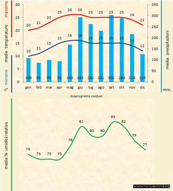Scaphyglottis confusa b gr it