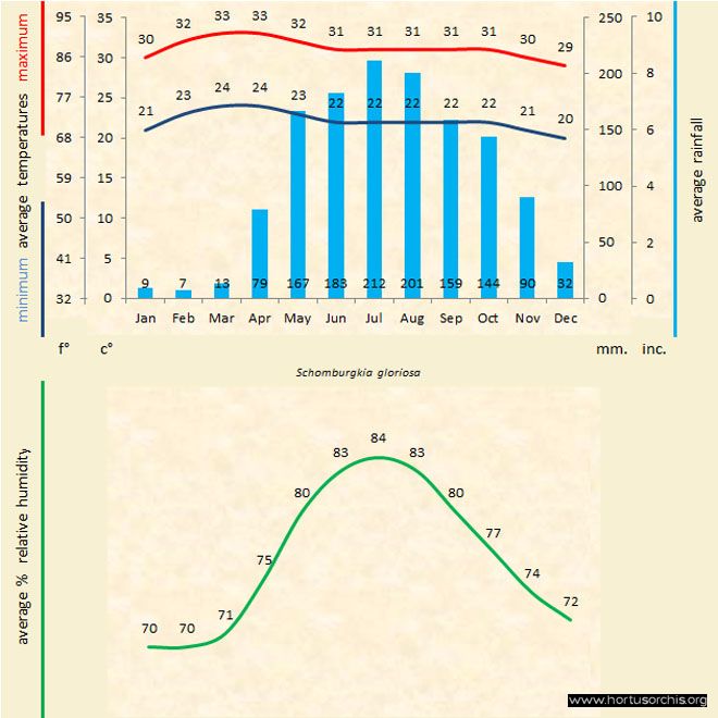 Schomburgkia gloriosa b gr uk