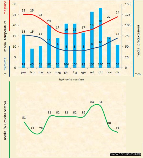 Sophronitis coccinea b gr it