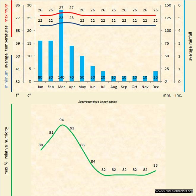 Soterosanthus shepheardii b gr uk