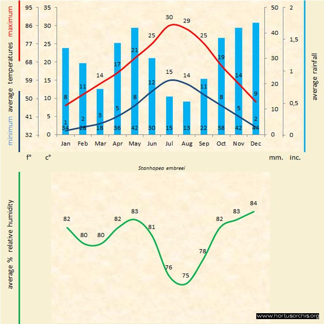 Stanhopea embreei b gr uk